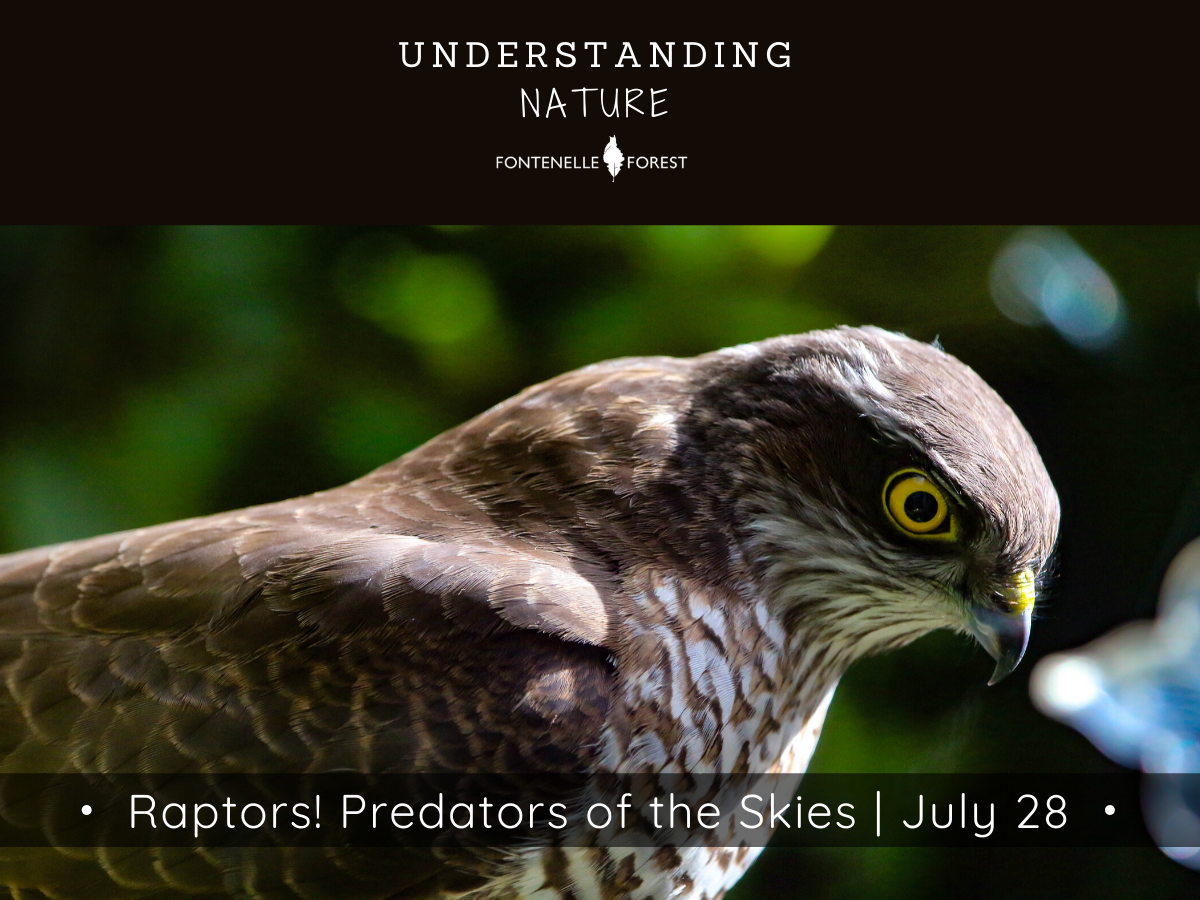 A picture of a raptor. There is a black header with white text at the top that says, "UNDERSTANDING NATURE" then has the Fontennelle Forest logo. Near the bottom of the picture is a banner that says, "Raptores! Predators of the Skies I July 28".