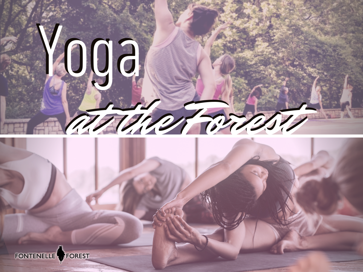 Two pictures of people doing yoga with the text, "Yoga at the Forest"