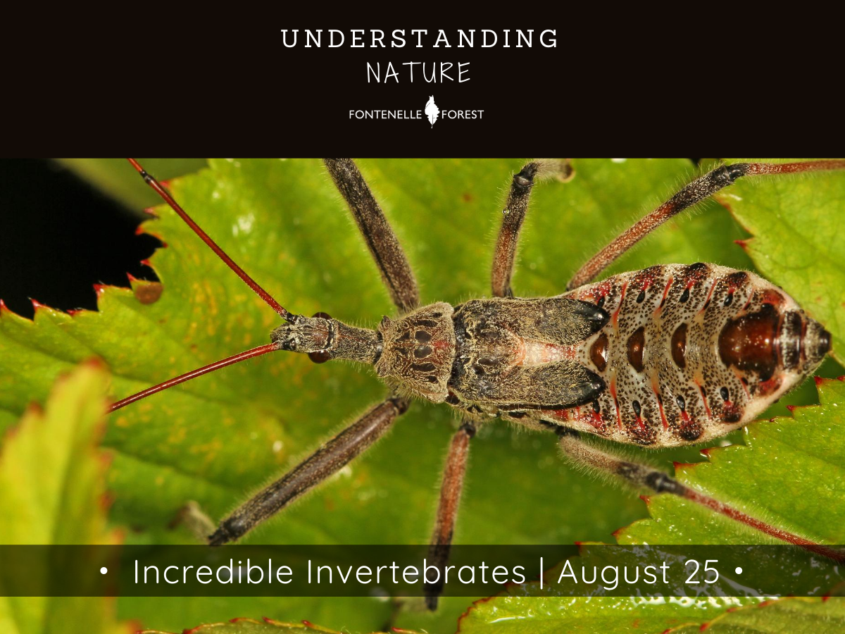 A picture an insect on leaves. There is a black header with white text at the top that says, "UNDERSTANDING NATURE" then has the Fontennelle Forest logo. Near the bottom of the picture is a banner that says, "Incredible Invertabrates I August 25"