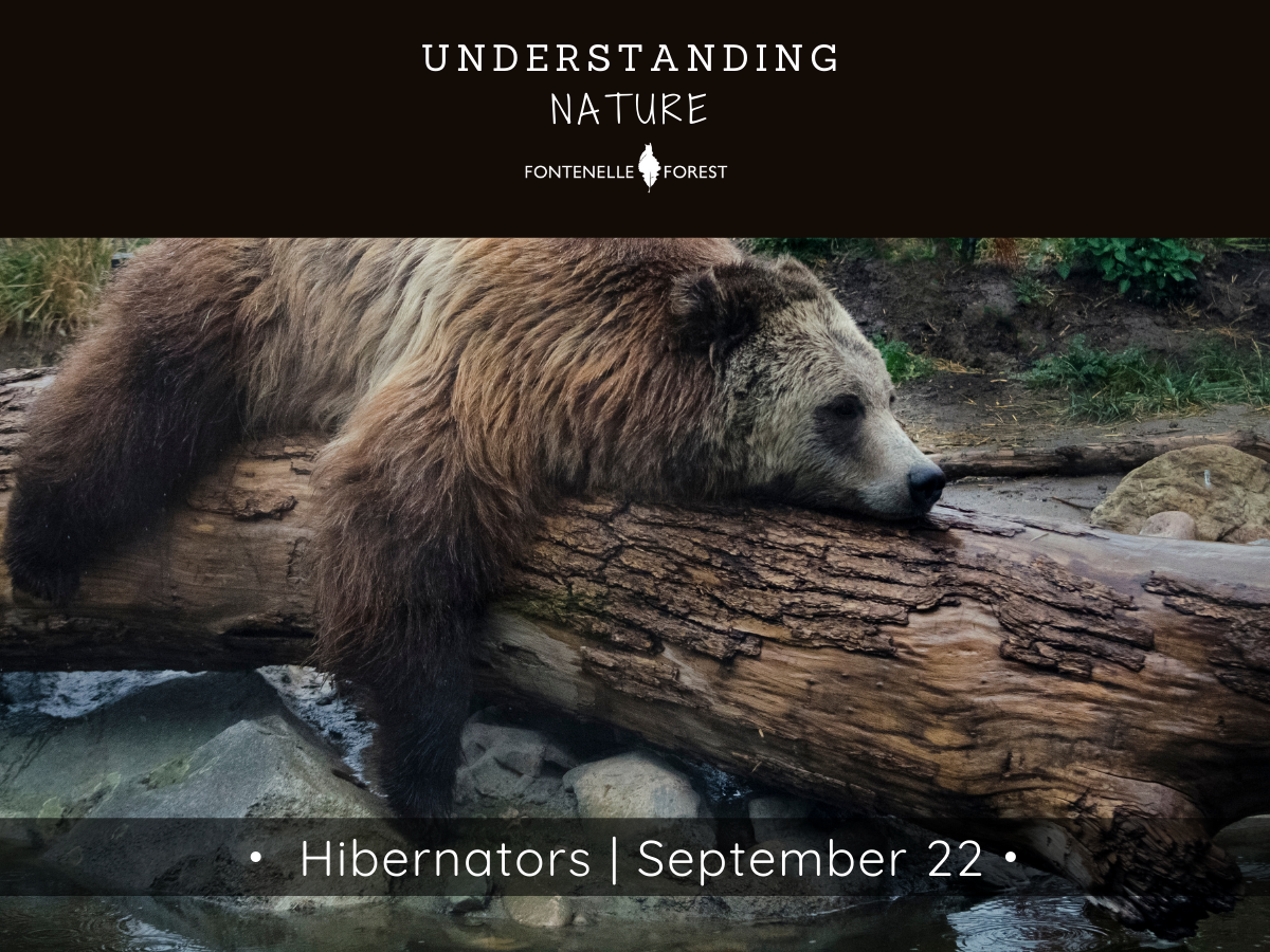 A picture of a bear laying on a log. There is a black header with white text at the top that says, "UNDERSTANDING NATURE" then has the Fontennelle Forest logo. Near the bottom of the picture is a banner that says, "Hibernators I September 22".