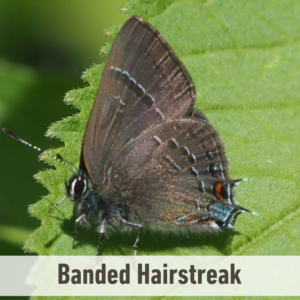 The Banded Hairstreak butterfly on a leaf. It has a white label near the bottom of the picture that says, "Banded Hairstreak".