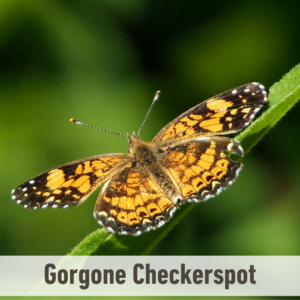 The Gorgone Checkerspot butterfly on a leaf. It has a white label near the bottom of the picture that says, "Gorgone Checkerspot".
