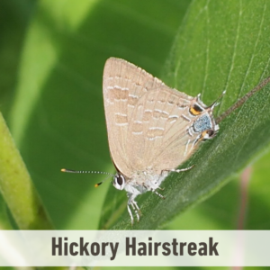 The Hickory Hairstreak butterfly on a leaf. It has a white label near the bottom of the picture that says, "Hickory Hairstreak".
