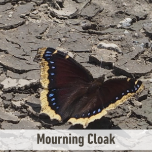 The Mourning Cloak butterfly on cracked ground. It has a white label near the bottom of the picture that says, "Morning Cloak".