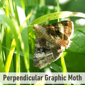 The Perpendicular Graphic moth on grass. It has a white label near the bottom of the picture that says, "Perpendicular Graphic Moth".