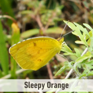 The Sleepy Orange butterfly on a twig. It has a white label near the bottom of the picture that says, "Sleepy Orange".