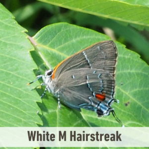 The White M Hairstreak butterfly on a leaf. It has a white label near the bottom of the picture that says, "White M Hairstreak".