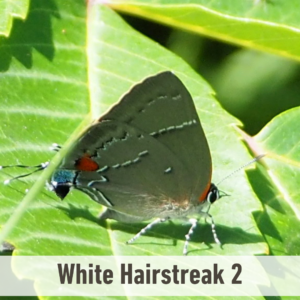 The White M Hairstreak butterfly on a leaf. It has a white label near the bottom of the picture that says, "White M Hairstreak 2".