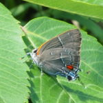 The White M Hairstreak butterfly on a leaf.