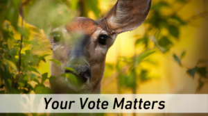 A picture of a deer looking at the camera. It contains the text "Your Vote Matters".