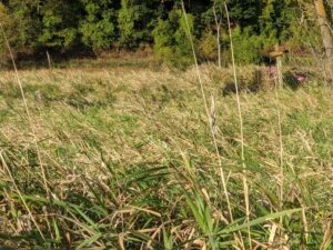 a picture of long grasses and weeds with shrubbery near the back.