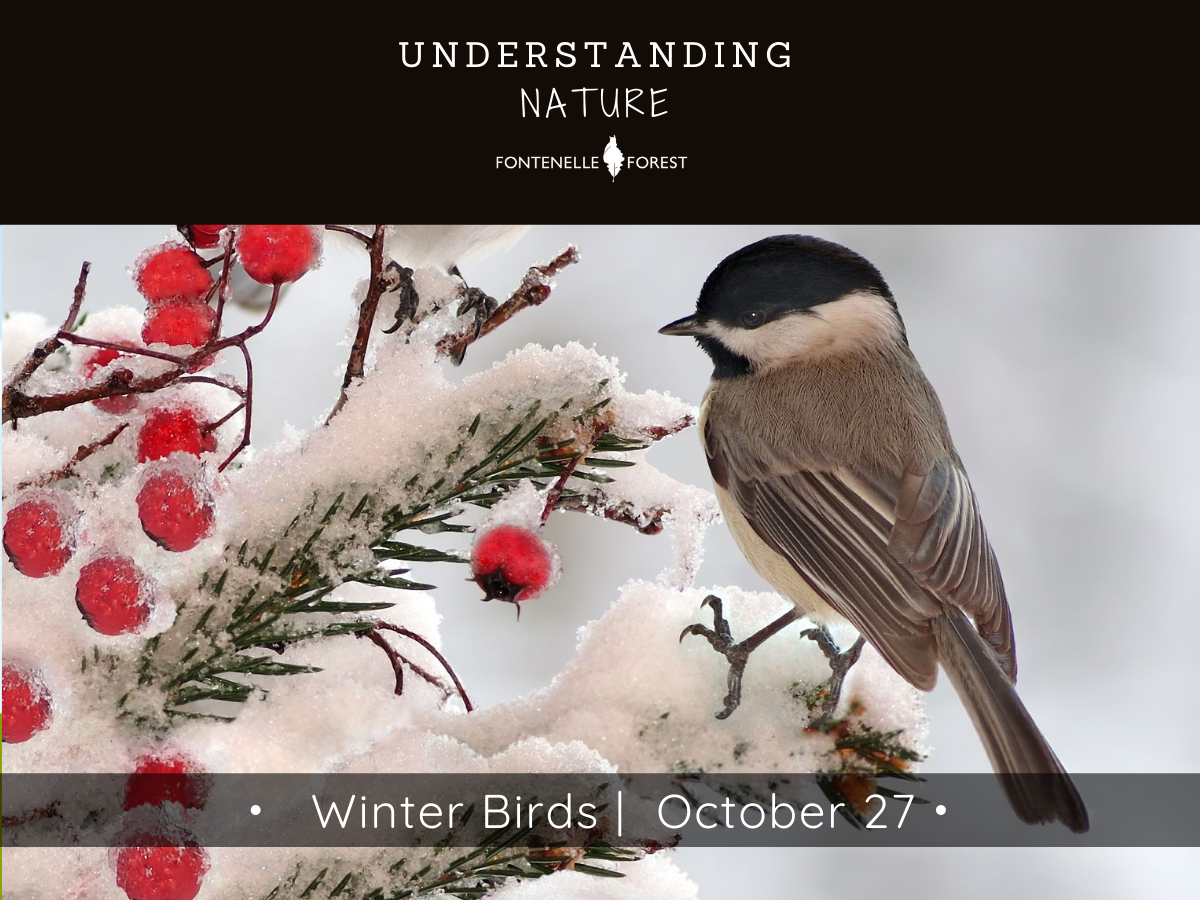 a picture of a bird on a snowy branch. It has a black heading with the white text, "UNDERSTANDING NATURE" and the Fontenelle Forest logo in white. On the gray banner near the bottom it says, "Winter Birds I October 27"
