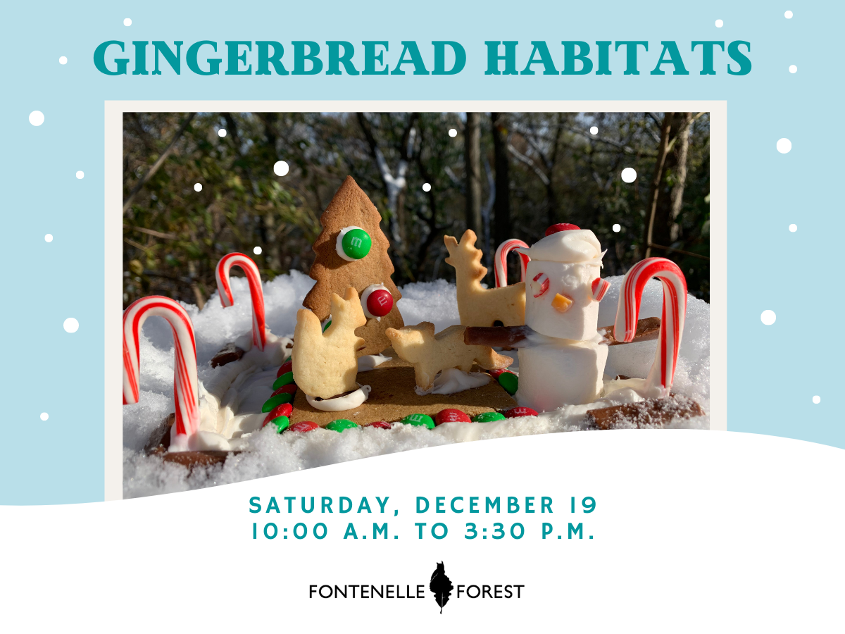 a picture of candy canes, cookies, and marshmellows set up to look like a winter scene. It has the text, "GINGERBREAD HABITATS SATURDAY, DECEMBER 19 10:00 A.M. TO 3:30 P.M." and the Fontenelle Forest logo