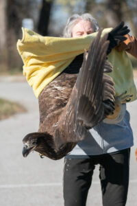 a volunteer handling the eagle they rescued.