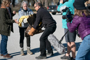 volunteers handling the eagle they rescued.