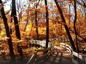 A picture of the Fontennelle Forest boardwalk through woods in the fall.