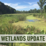A picture of a wetland. It has the text "WETLAND UPDATE" in a white banner.