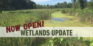 This is a picture of a wetland with long grass. There is a cleared space with standing water in it. It has the text in the middle "NOW OPEN! WETLANDS".