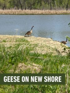 a picture of geese on the shoreline of a body of water. It has the text, "GEESE ON NEW SHORE" in a green label with white text.