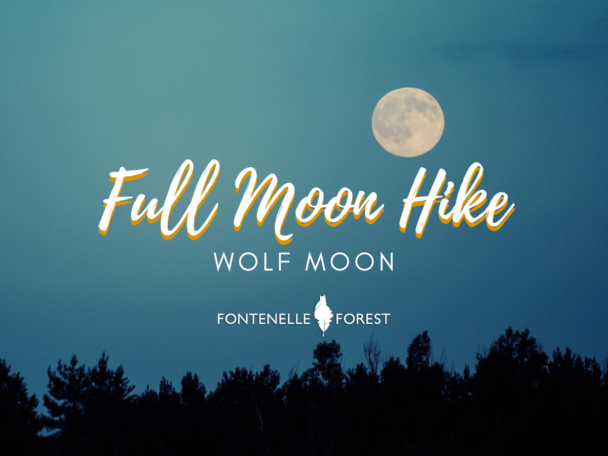 Pictures a dark blue sky at night with silhouettes of trees and a full moon. The text in cream is "Full Moon Hike" then on the next line "WOLF MOON", with the Fontenelle Forest logo in white underneath.