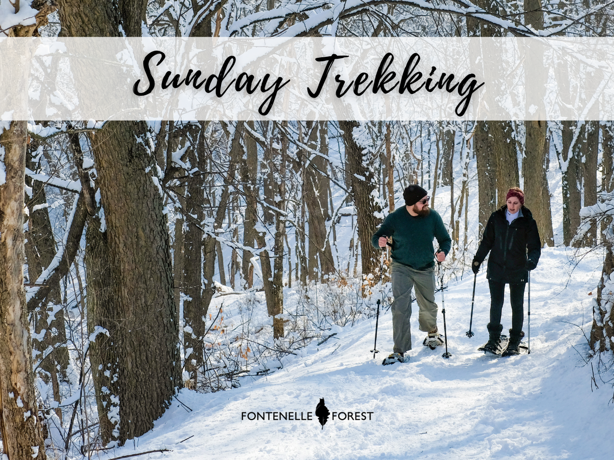 two people walking on a path through the woods during the winter with ski sticks. A white banner near the top that says in cursive, "Sunday Trekking". The Fontenelle Forest logo in black near the bottom.