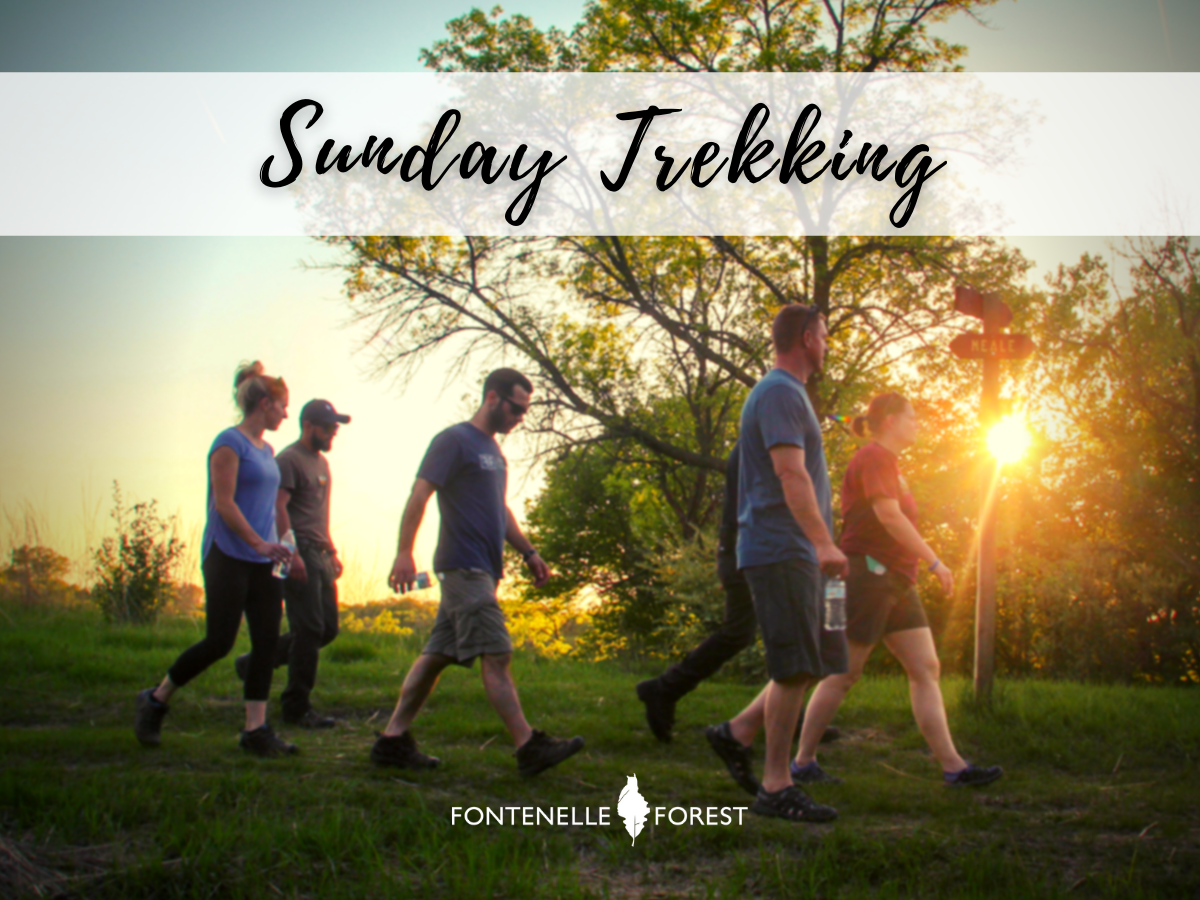 several people walking in a green lawn  with trees on the borders. A white banner near the top that says in cursive, "Sunday Trekking". The Fontenelle Forest logo in white near the bottom.