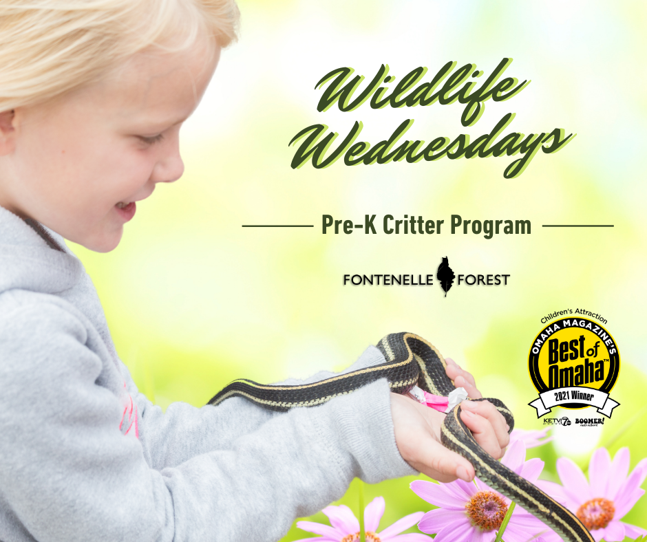 A picture of a blond, grade school child holding a striped snake. The background is yellow with pink flowers. The green text says "Wildlife Wednesdays" in cursive, "Pre-K Critter Program" in print. Then the Fontenelle Forest logo and a Best of Omaha award icon.