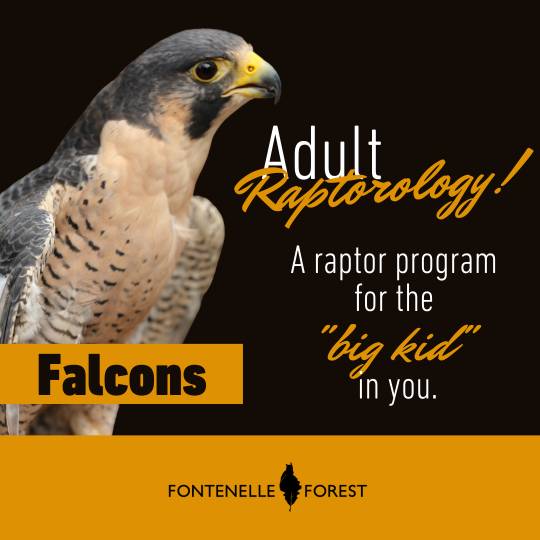 The picture has a black background. It has a Falcon pictured on the left. It has the the text 'Adult Raptorology! A raptor program for the "Big bird" in you.' It also has a label that says "Falcons" over the falcon. Finally, it has the Fontennelle Forest logo in a yellow footer with black text.