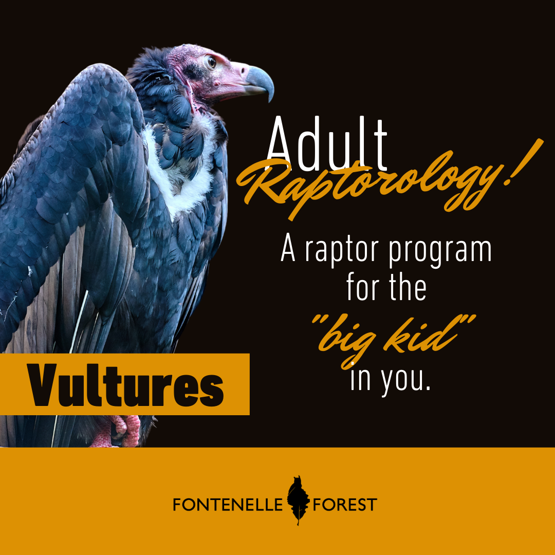 The picture has a black background. It has a blueish vulture pictured on the left. It has the the text 'Adult Raptorology! A raptor program for the "Big bird" in you.' It also has a label that says "Vultures" over the vulture. Finally, it has the Fontennelle Forest logo in a yellow footer with black text.