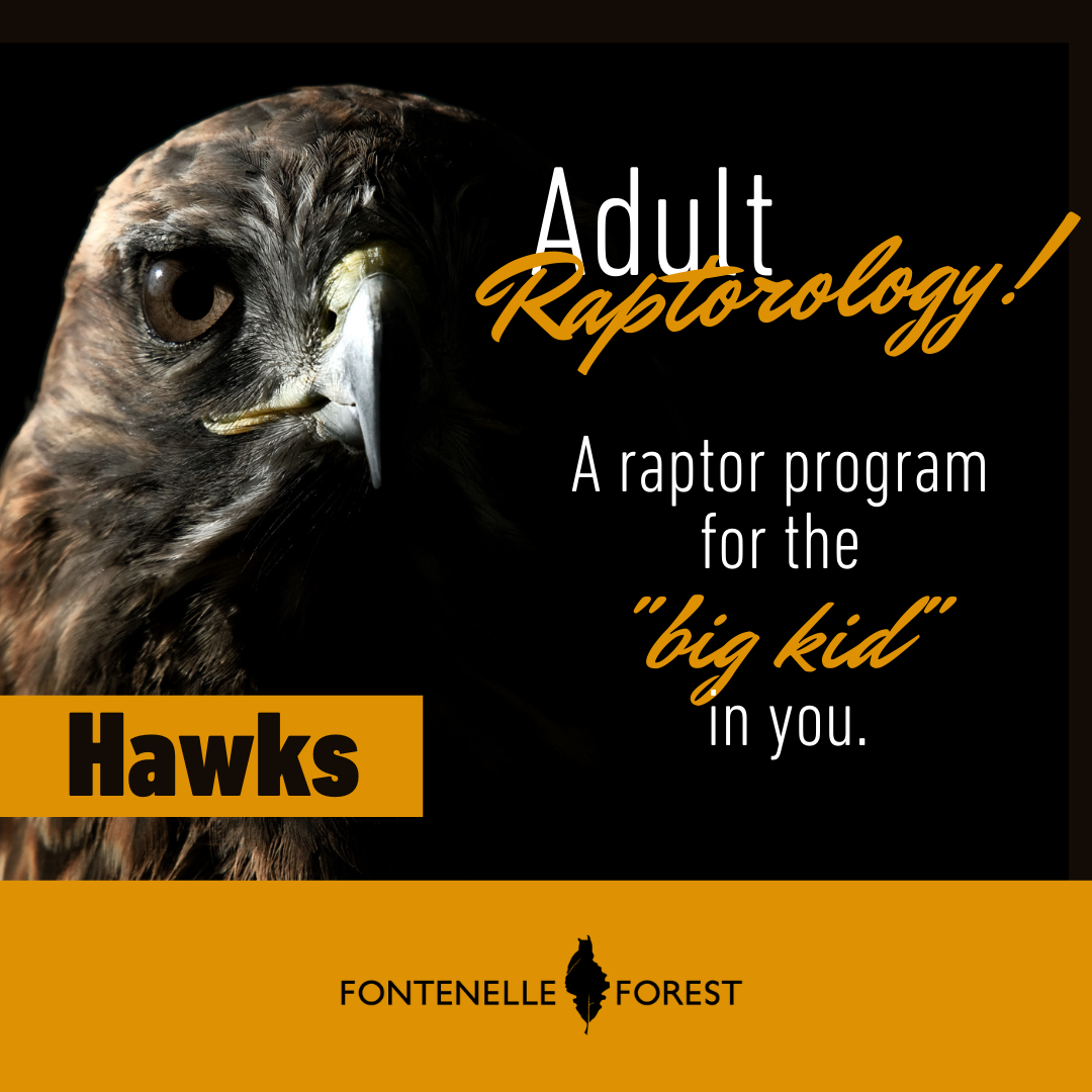 The picture has a black background. It has a Hawk pictured on the left. It has the the text 'Adult Raptorology! A raptor program for the "Big bird" in you.' It also has a label that says "Hawks" the hawk. Finally, it has the Fontennelle Forest logo in a yellow footer with black text.