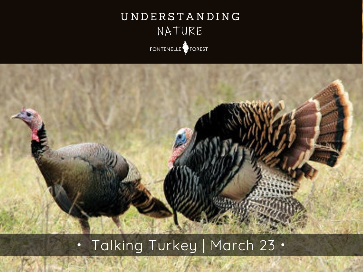 A picture of turkeys. There is a black header with white text at the top that says, "UNDERSTANDING NATURE" then has the Fontennelle Forest logo. Near the bottom of the picture is a banner that says, "Talking Turkey I March 23".