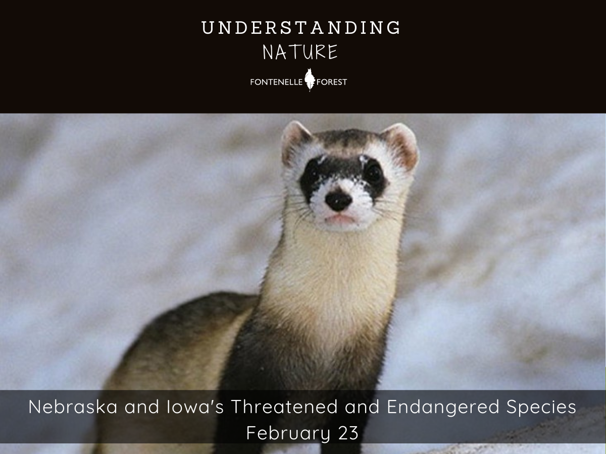 a picture of a small furry creature. It has a black heading that says, "UNDERSTANDING NATURE" and the Fontenelle Forest logo. Near the bottom it has a banner with the text, "Nebraska and Iowa's Threatened and Endangered Species February 23"