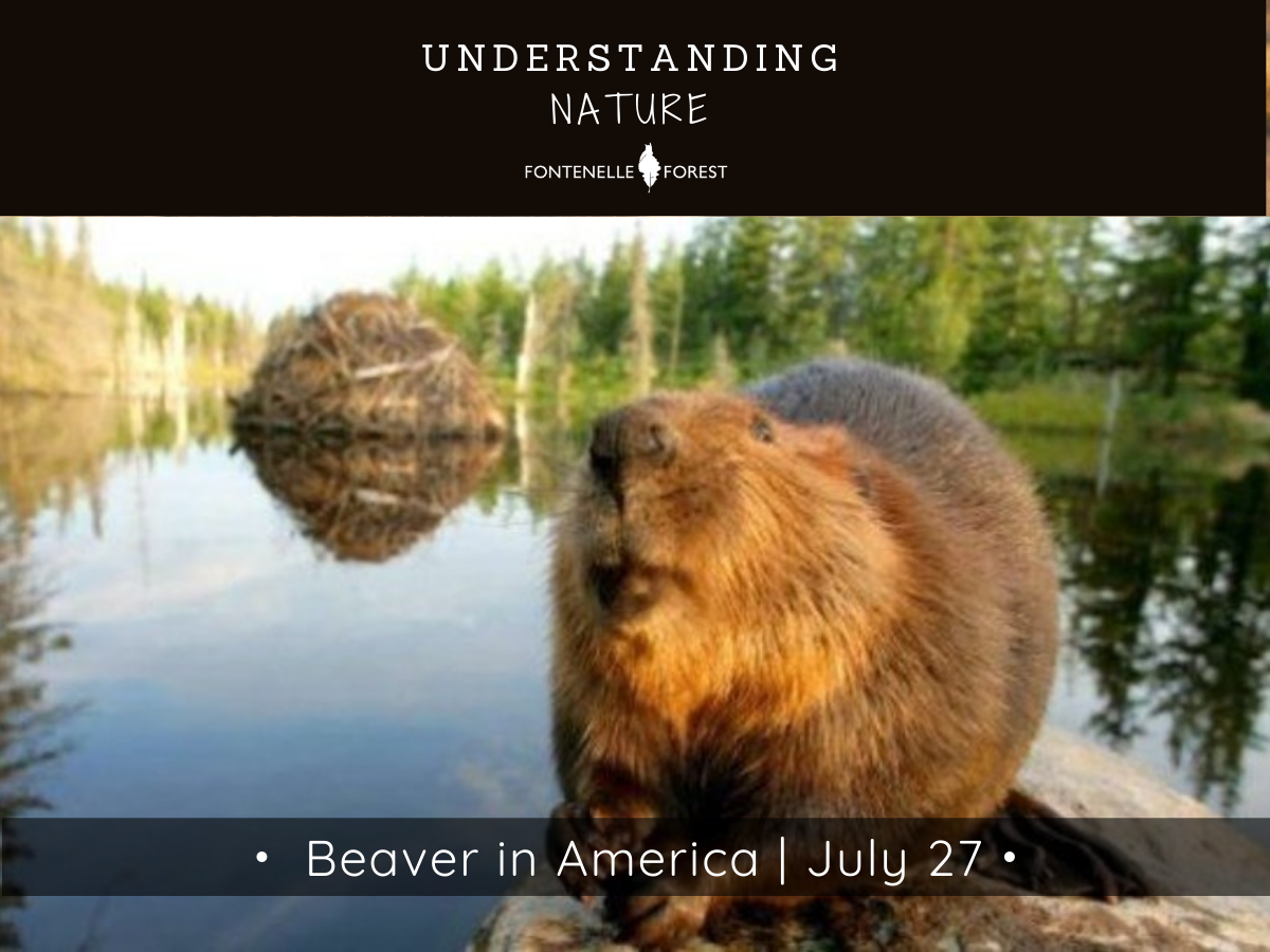 A picture of a beaver on a body of water surrounded by trees. There is a black header with white text at the top that says, "UNDERSTANDING NATURE" then has the Fontennelle Forest logo. Near the bottom of the picture is a banner that says, "Beaver in America I July 27".