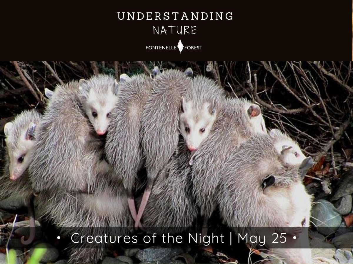 A picture of an opossum covered in smaller opossums. There is a black header with white text at the top that says, "UNDERSTANDING NATURE" then has the Fontennelle Forest logo. Near the bottom of the picture is a banner that says, "Creatures of the Night I May 25".