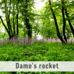 Wild flowers with trees in the background. It has a white banner near the bottom with the text "Dame's rocket".