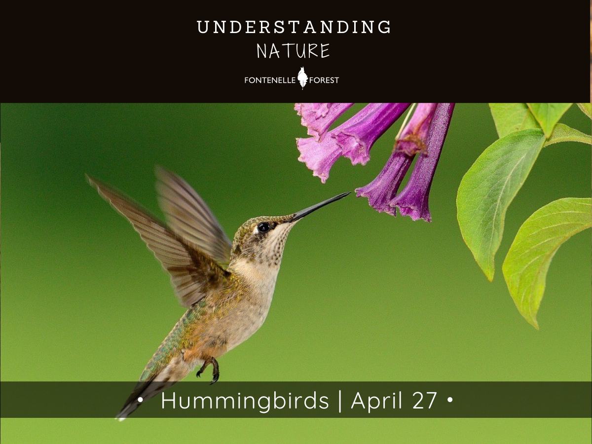 A picture of a humming bird approaching a group of pink flowers. There is a black header with white text at the top that says, "UNDERSTANDING NATURE" then has the Fontennelle Forest logo. Near the bottom of the picture is a banner that says, "Hummingbirds I April 27".