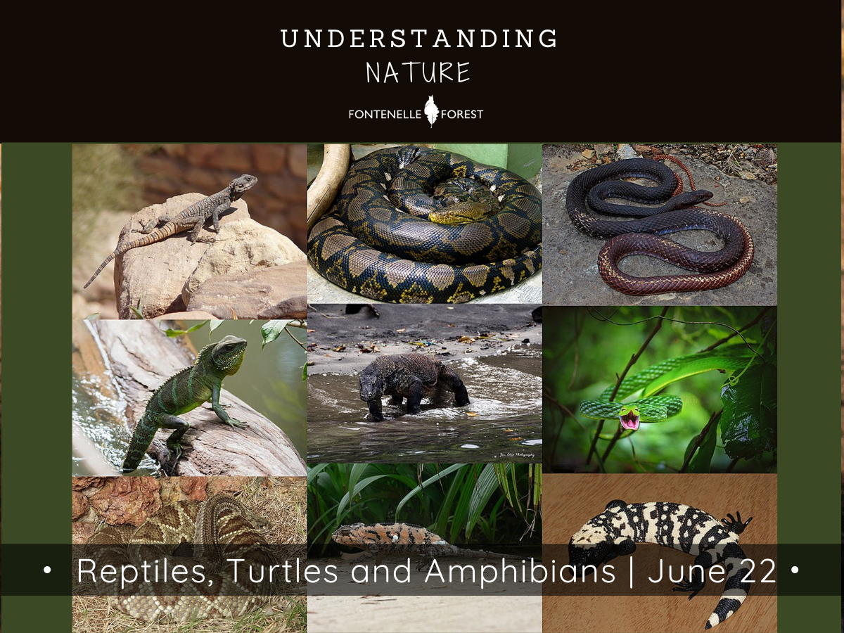 A group of 9 pictures of reptiles. There is a black header with white text at the top that says, "UNDERSTANDING NATURE" then has the Fontennelle Forest logo. Near the bottom of the picture is a banner that says, "Reptiles, Turtles, and Amphibians I June 22".