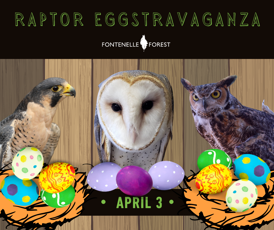 a collection of three pictures of raptors. It has a black header that has the green text, "RAPTOR EGGSTRAVAGANZA". It also has the Fontenelle Forest logo in white. Farther down, it has several Easter eggs. With the green text APRIL 3 in a black banner.