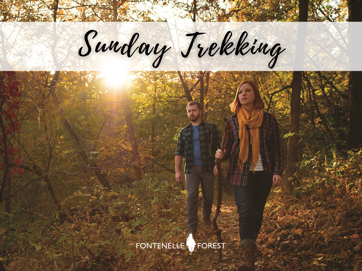 two people walking on a path through the woods with the sun low in the sky. A white banner near the top that says in cursive, "Sunday Trekking". The Fontenelle Forest logo in white near the bottom.