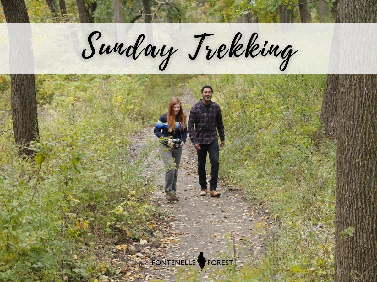 two people walking on a path through the woods. A white banner near the top that says in cursive, "Sunday Trekking". The Fontenelle Forest logo in black near the bottom.