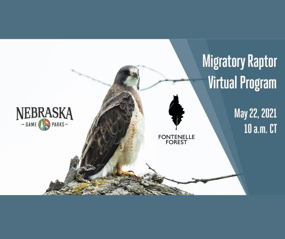 a picture of a raptor with a logo that says Nebraska the Fontenelle Forest logo, and the text, "Migratory Raptor Virtual Program May 22, 2021 10 a.m. CT"