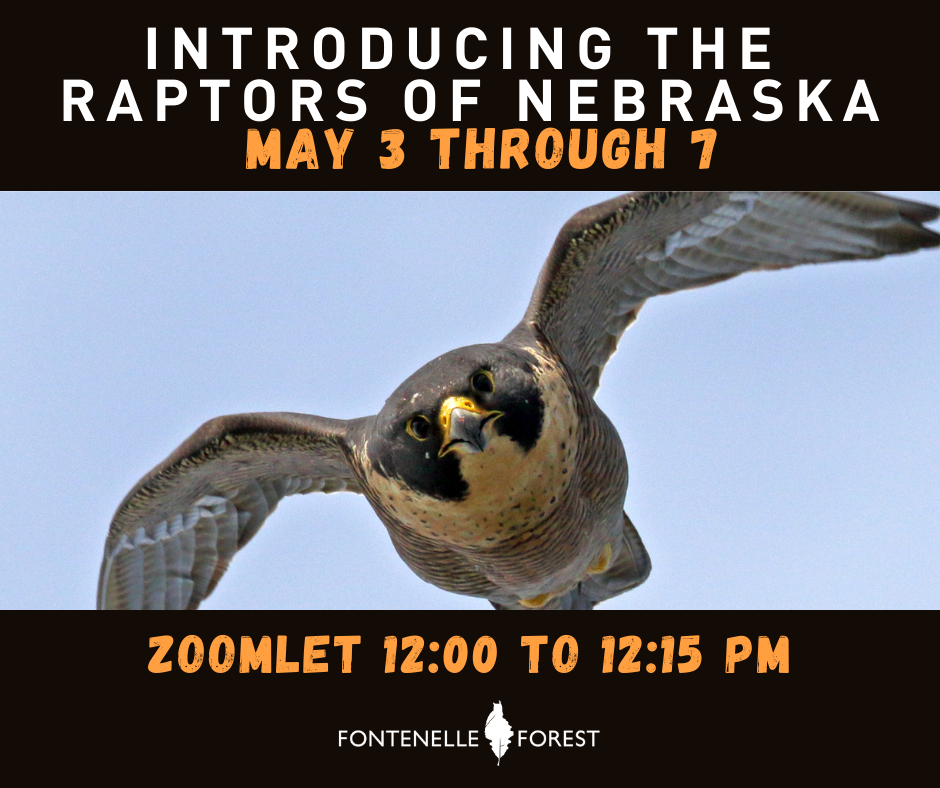 a picture of a raptor flying. It has a heading with the text, "INTRODUCING THE RAPTORS OF NEBRASKA MAY 3 THROUGH 7". It has a footer that says, "ZOOMLET 12:00 TO 12:15 PM" and the Fontenelle Forest logo