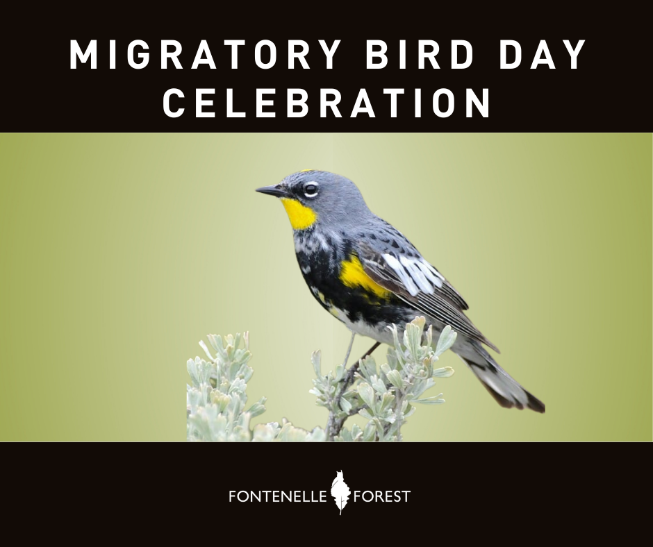 A picture of a bird. It has a black header that has white text that says, "MIGRATORY BIRD DAY CELEBRATION". It has a black footer with the Fontenelle Forest logo in white.
