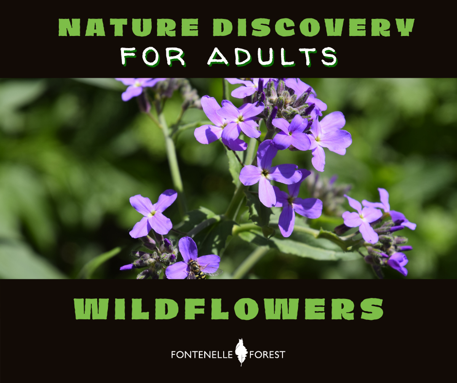 a picture of a purple flower. It has a black header with the text, "NATURE DISCOVERY FOR ADULTS". It has a black footer with the text, "WILDFLOWERS" and a white Fontenelle Forest logo