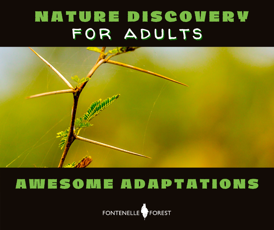 a picture of a plant. It has a black header with the text, "NATURE DISCOVERY FOR ADULTS". It has a black footer with the text, "AWESOME ADAPTATIONS" and a white Fontenelle Forest logo