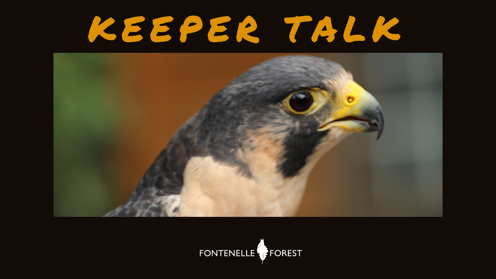 a picture of CHARLOTTE THE PEREGRINE FALCON. It has a black header with the yellow text, "KEEPER TALK". It also had a black footer with a white Fontenelle Forest logo.