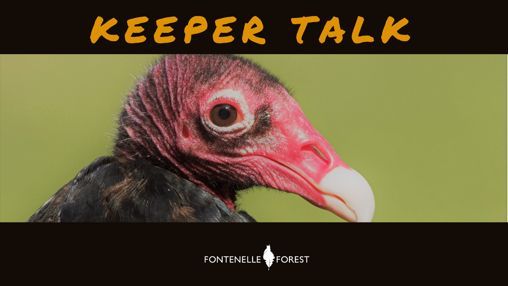 a picture of Helios their turkey vulture. It has a black header with the yellow text, "KEEPER TALK". It also had a black footer with a white Fontenelle Forest logo.