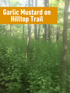 "Garlic Mustard On Hilltop Trail" in a yellow label above a picture of the trail.