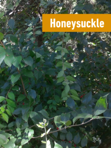 a picture of Honeysuckle with a yellow label that says "Honeysuckle".
