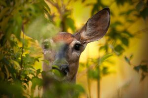 Picture of a deer looking through foliage directly at you.